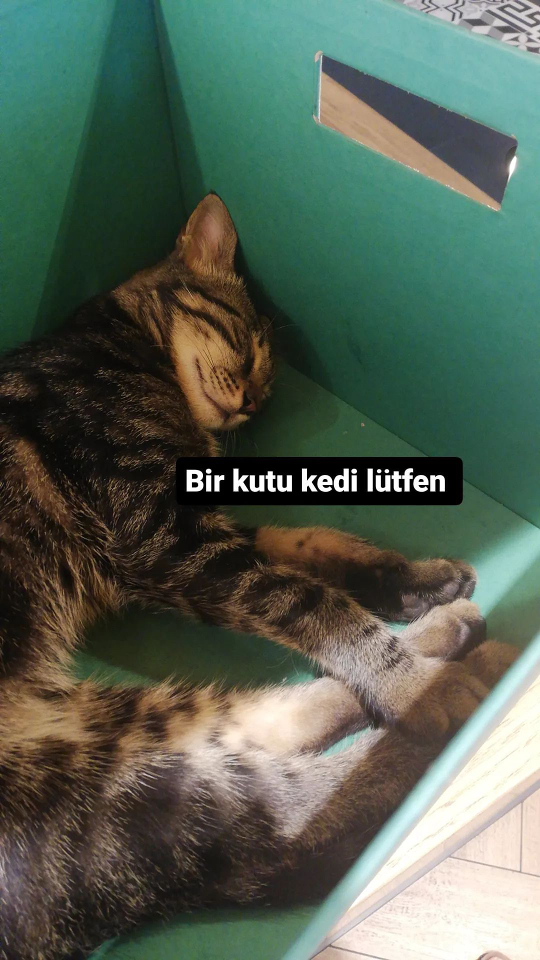 random cat photo taken by me