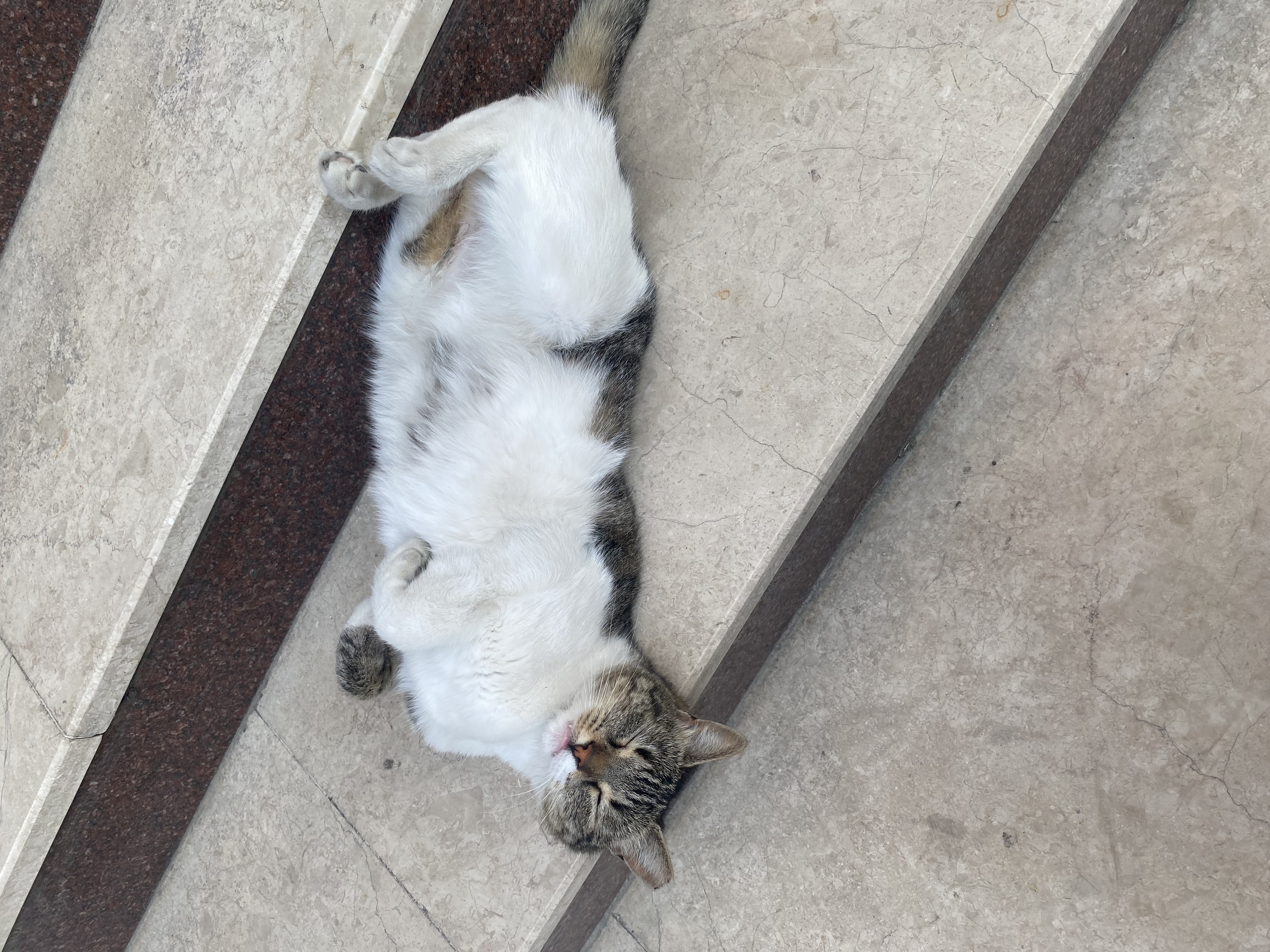 random cat photo taken by me